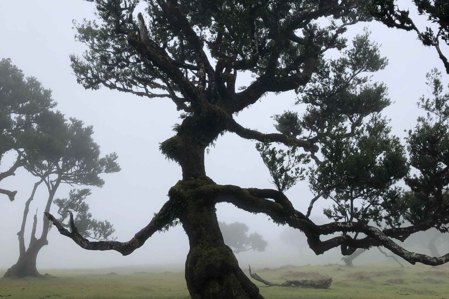 Funchal: Full Day 4x4, Fanal Mystic Forest and Levada walk