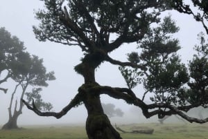 Funchal: Full Day 4x4, Fanal Mystic Forest and Levada walk