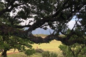 Funchal: Full Day 4x4, Fanal Mystic Forest and Levada walk