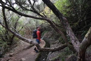 Funchal: Full Day 4x4, Fanal Mystic Forest and Levada walk