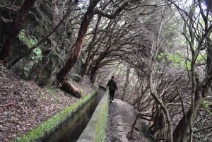 Funchal: Full Day 4x4, Fanal Mystic Forest and Levada walk