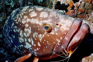 Funchal: Garajau national park - certified divers