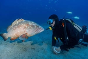 Funchal: Garajau national park - certified divers