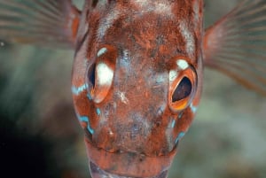 Funchal: Garajau national park - certified divers