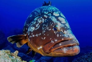 Funchal: Garajau national park - certified divers