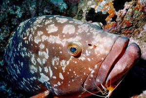 Funchal: Garajau nationalpark - certificerede dykkere