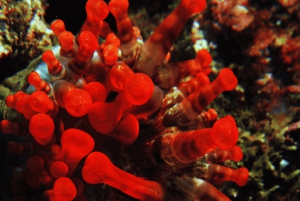 Funchal: Garajau nationalpark - certificerede dykkere