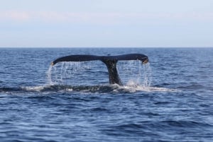 Funchal: Guarantee Wild Dolphin&Whale Watching by RIB