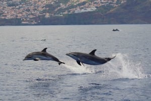 Funchal: Guarantee Wild Dolphin&Whale Watching by RIB