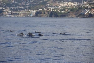 Funchal:Hop-on Hop-off Bus & Whale & Dolphin boat Excursion