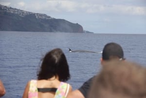 Funchal:Hop-on Hop-off Bus & Whale & Dolphin boat Excursion