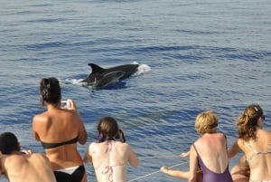 Funchal:Hop-on Hop-off Bus & Whale & Dolphin boat Excursion