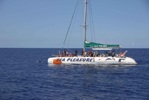 Funchal:Hop-On/Hop-Off-Bus & Wal- und Delfinboot-Ausflug