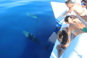 Funchal:Hop-On/Hop-Off-Bus & Wal- und Delfinboot-Ausflug