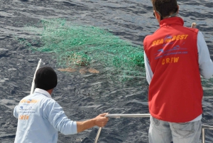 Funchal:Hop-On/Hop-Off-Bus & Wal- und Delfinboot-Ausflug