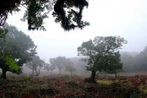 Full Day In Madeira On A 4X4 To Porto Moniz And Fanal Forest