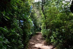 Funchal: Levada Caldeirão Verde Waterfalls and Forests Hike
