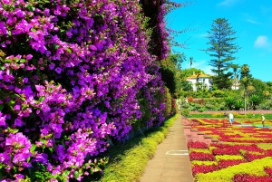 Funchal: tour in tuk-tuk del Giardino Botanico di Madeira + Città Vecchia