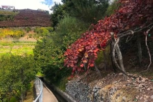 Funchal: Northern Levada Walking Tour