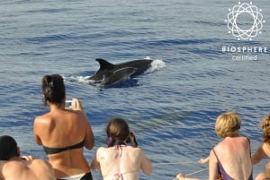 Funchal: Pico Arieiro, Cristo Rei and Dolphins Watching