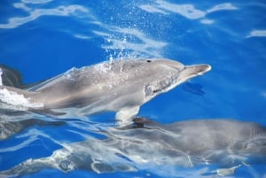 Funchal: Pico Arieiro, Cristo Rei and Dolphins Watching