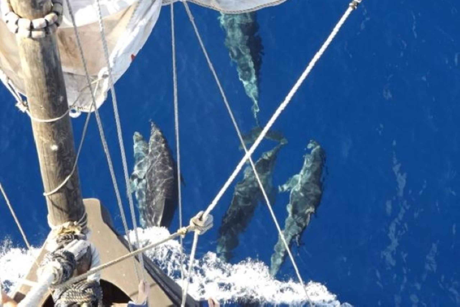 Funchal: Piratskibskrydstogt med vin- og honningkagesmagning