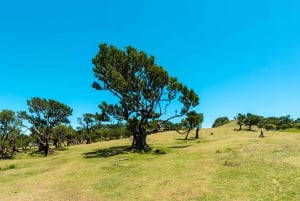 Funchal: Porto Moniz, Fanal Forest and Cabo Girao Jeep Tour