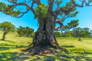 Funchal: Porto Moniz, Fanal Forest and Cabo Girao Jeep Tour