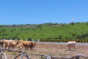 Funchal: Porto Moniz, Fanal Forest and Cabo Girao Jeep Tour