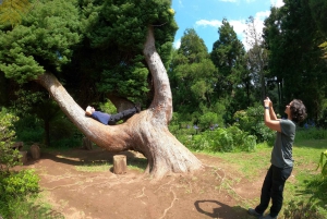 フンシャル：プライベートバギーで楽しむ森の冒険をお楽しみください