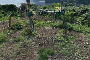 Funchal: tour privado por la costa norte de Madeira con recogida