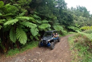 Exclusive Private Buggy Adventure: Forest and Mountains