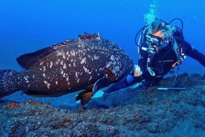 Funchal: Scuba Diving Experience for Beginners