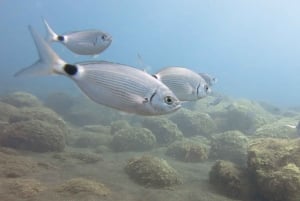 Funchal: Snorkeling Adventure in the Eco-Park