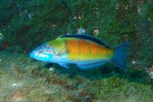 Funchal: Snorkeling Adventure in the Eco-Park