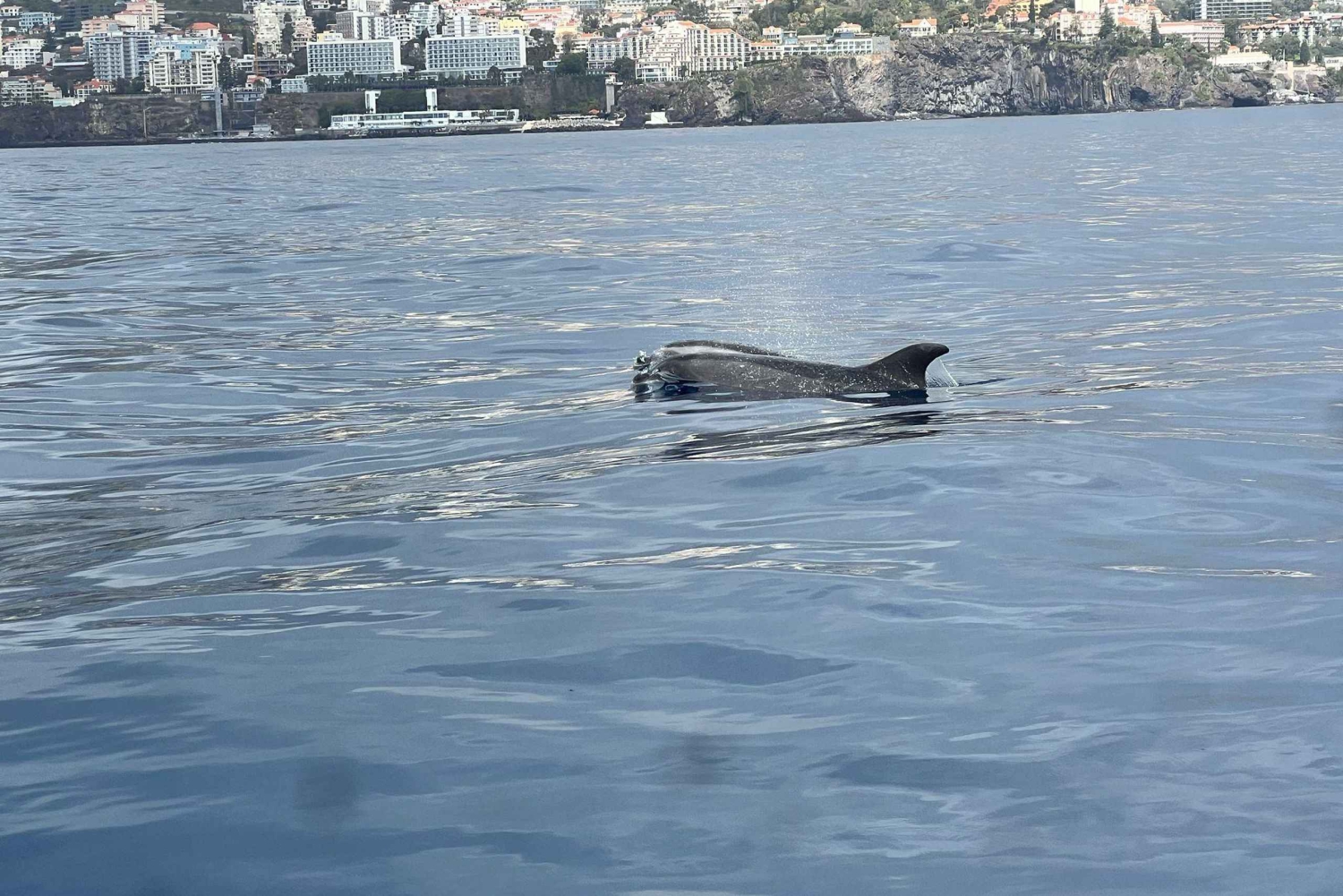 Funchal: in motoscafo VEDERE L'ISOLA E LA VITA IN MARE
