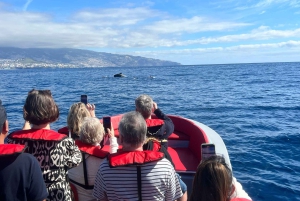 Funchal: in motoscafo VEDERE L'ISOLA E LA VITA IN MARE