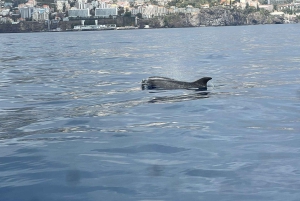 Funchal: in motoscafo VEDERE L'ISOLA E LA VITA IN MARE