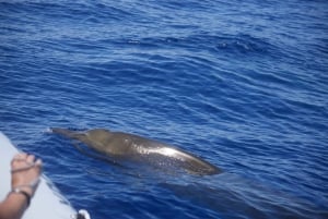 Funchal: RIB Whale Watching Cruise and Optional Dolphin Swim