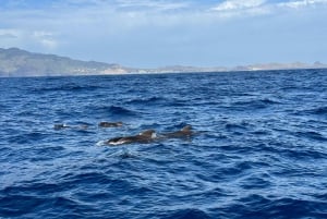 Funchal: RIB Whale Watching Cruise and Optional Dolphin Swim