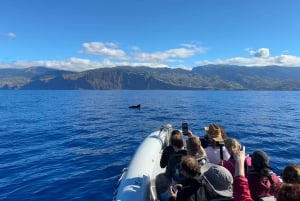 Funchal: RIB Whale Watching Cruise and Optional Dolphin Swim