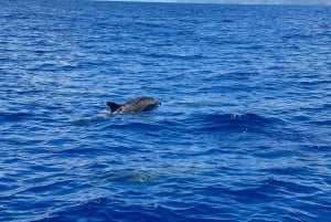 Funchal: RIB Whale Watching Cruise and Optional Dolphin Swim