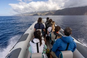 Funchal: RIB Whale Watching Cruise and Optional Dolphin Swim