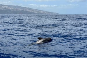 Funchal: RIB Whale Watching Cruise and Optional Dolphin Swim