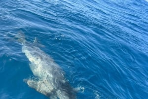 Funchal: Thrilling Speedboat tour - Madeira sparkling waters