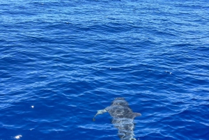 Funchal: Thrilling Speedboat tour - Madeira sparkling waters