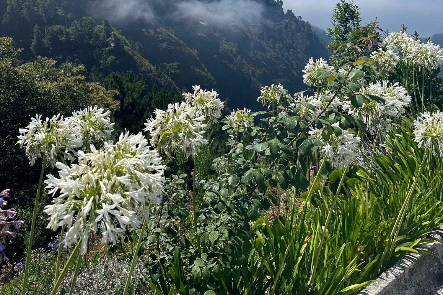 フンシャル：トゥクトゥクで行く尼僧の谷ツアー