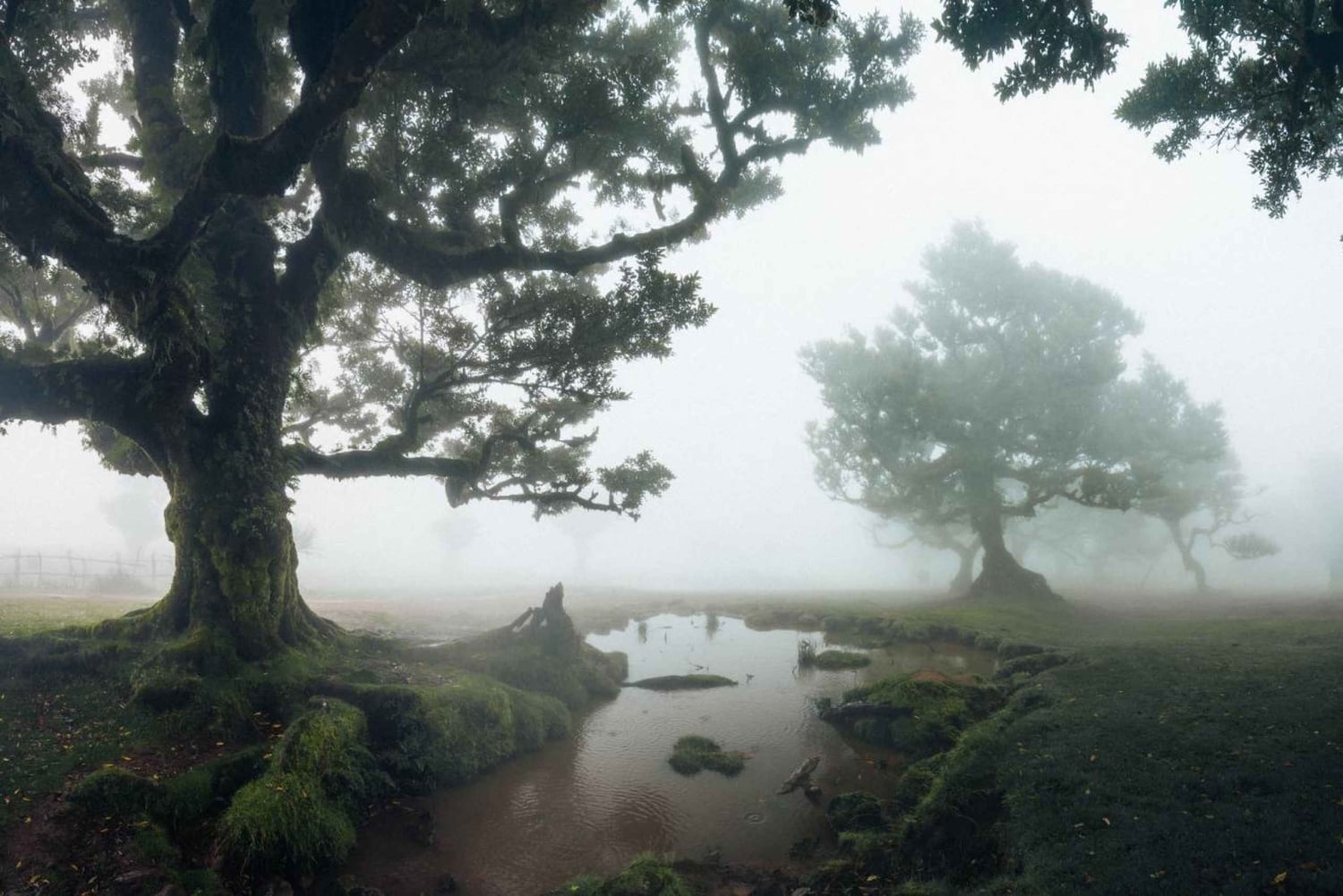 Funchal: Vereda do Fanal PR13 Vandring med transfer och guide