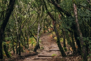 Funchal: Vereda do Fanal PR13 Vandring med transfer och guide