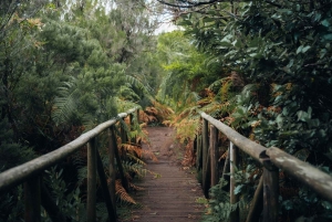 Funchal: Vereda do Fanal PR13 Vandring med transfer och guide